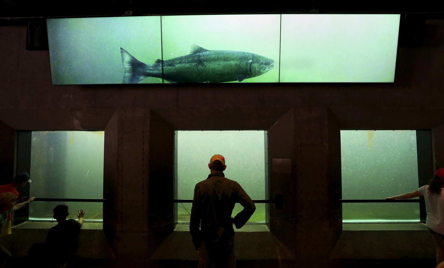 New Video Screens in the Fish Ladder Viewing Gallery