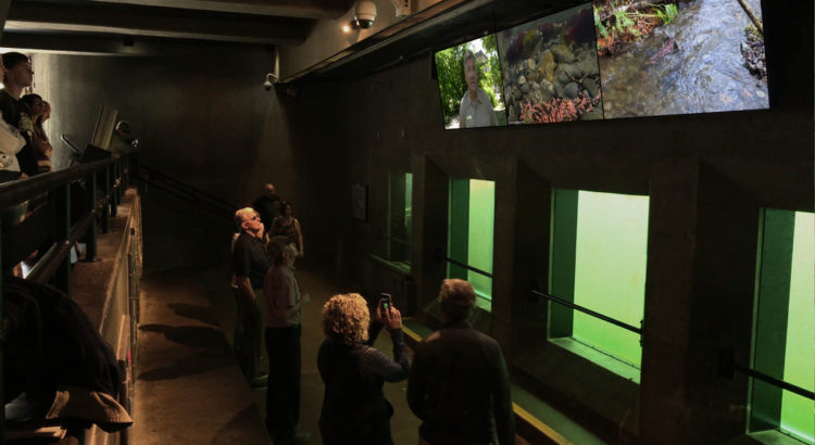 The Ballard Locks Fish Ladder Viewing Gallery Video Wall