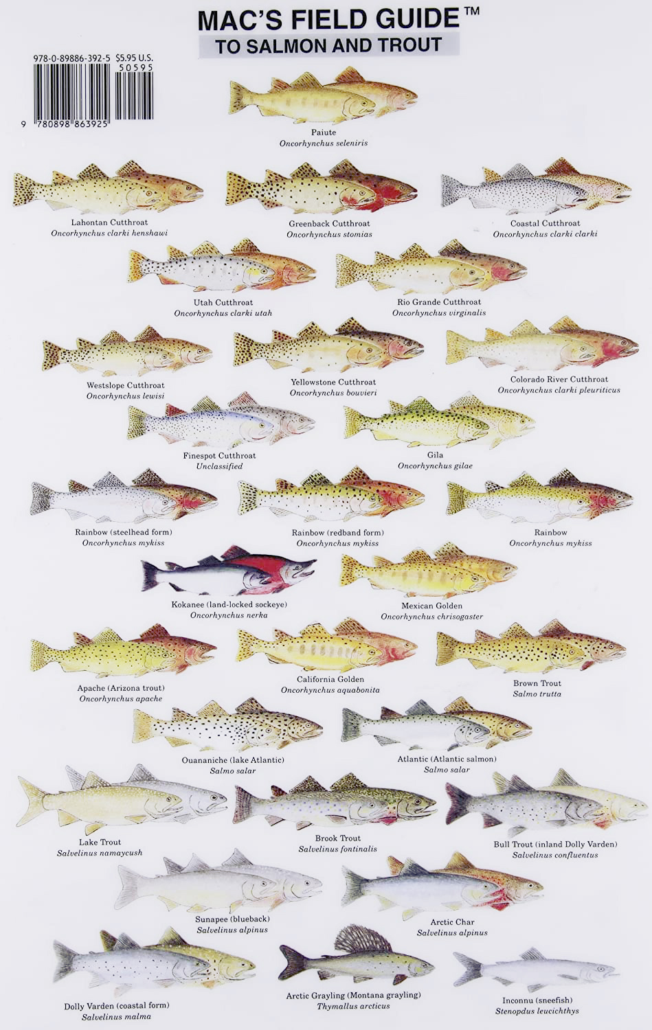Mac's Field Guide to Salmon and Trout