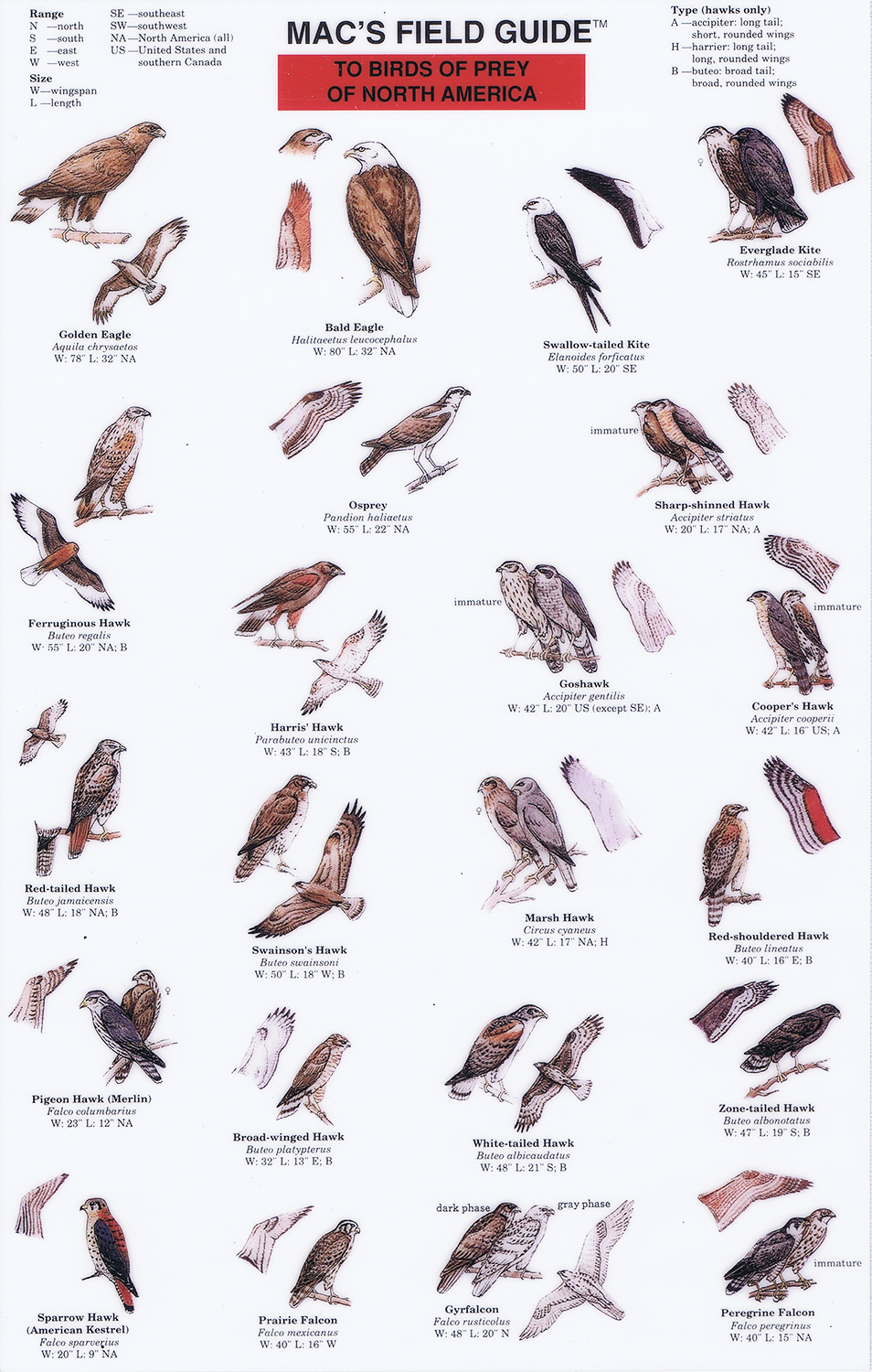 Mac's Field Guide to Birds of Prey of North America