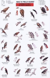 Mac's Field Guide to Birds of Prey of North America