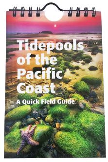 A Quick Field Guide to Tidepools of the Pacific Coast