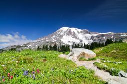 Mount Rainier National Park Visitor Programs Donation