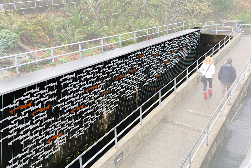 Legacy Fish: Ballard Locks Fish Ladder Renovation Donation